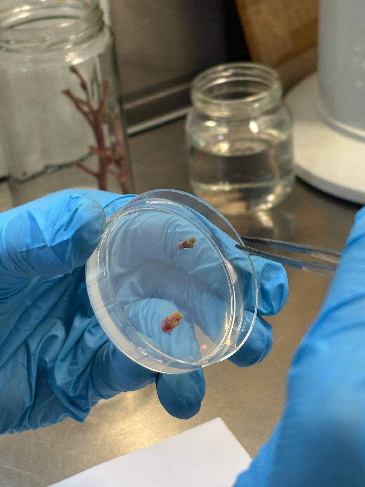 Frascos de cultura in vitro com plântulas em laboratório de micropropagação