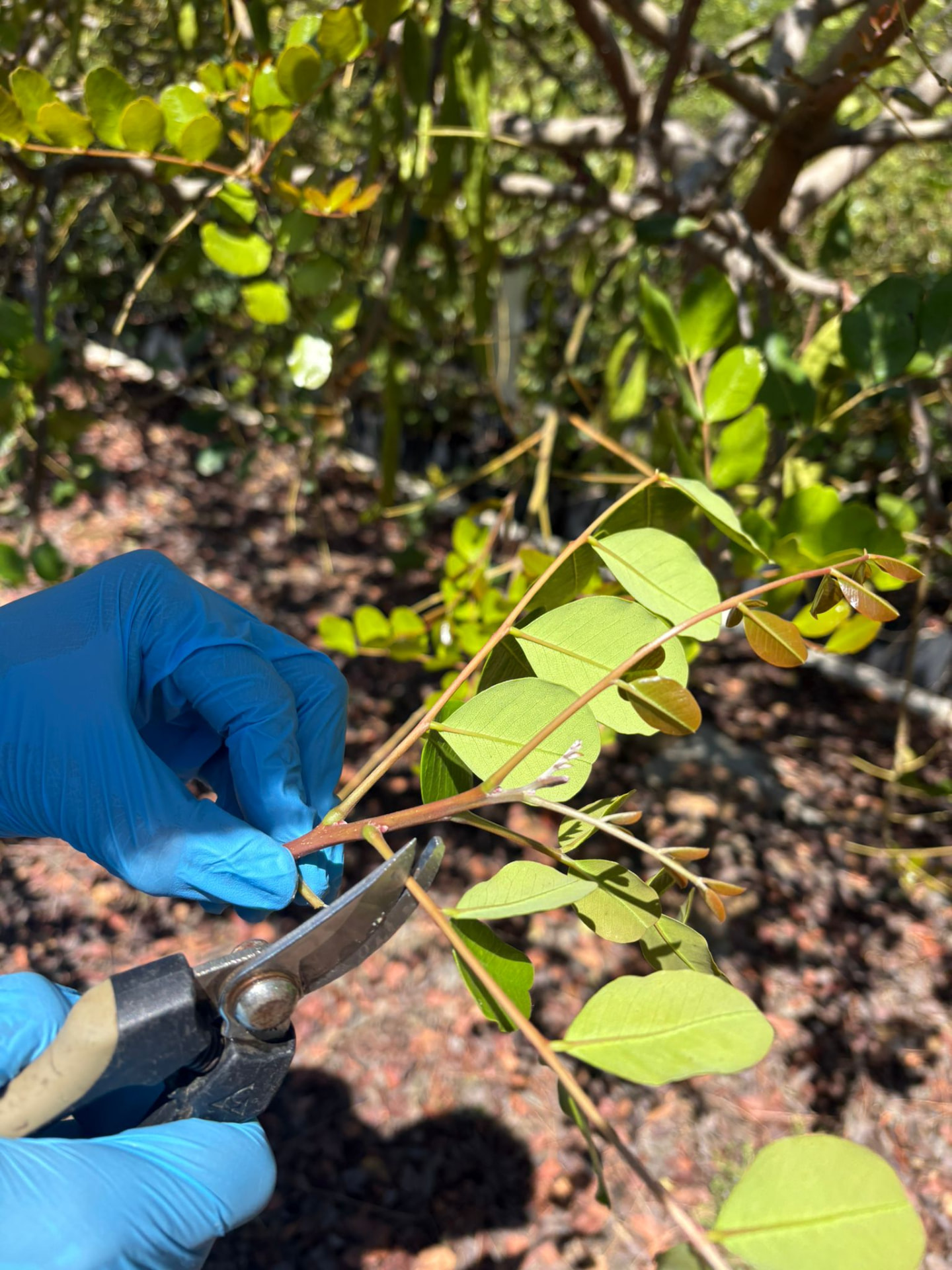 Viveiro florestal com plantas jovens em tabuleiros