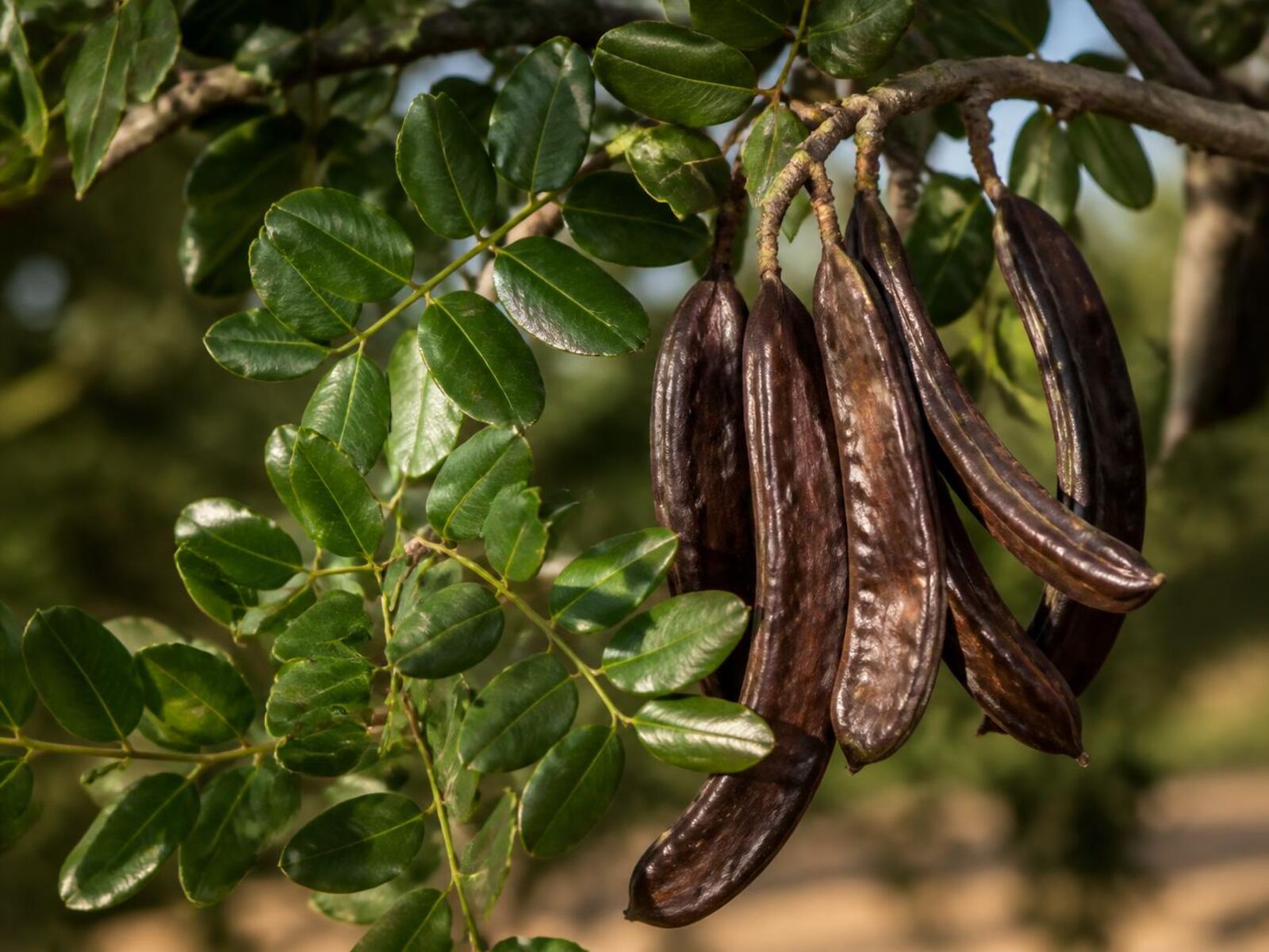 Ramo de alfarrobeira (Ceratonia siliqua L.) com folhas compostas paripinadas e vagens de alfarroba